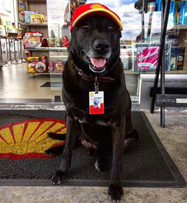 perro negro Sabrina Plannerer