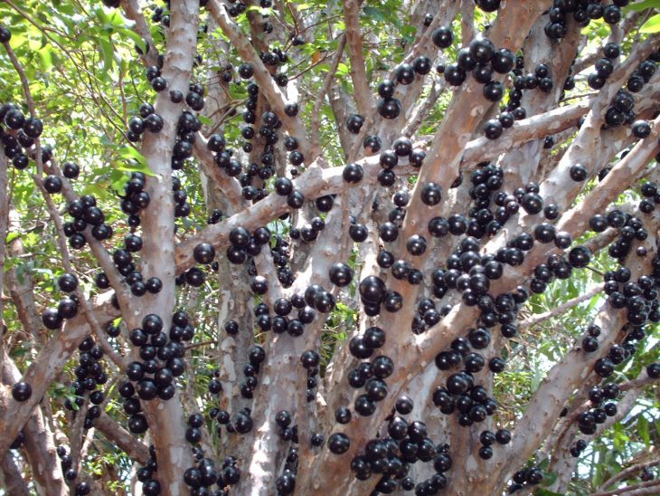 jabuticaba