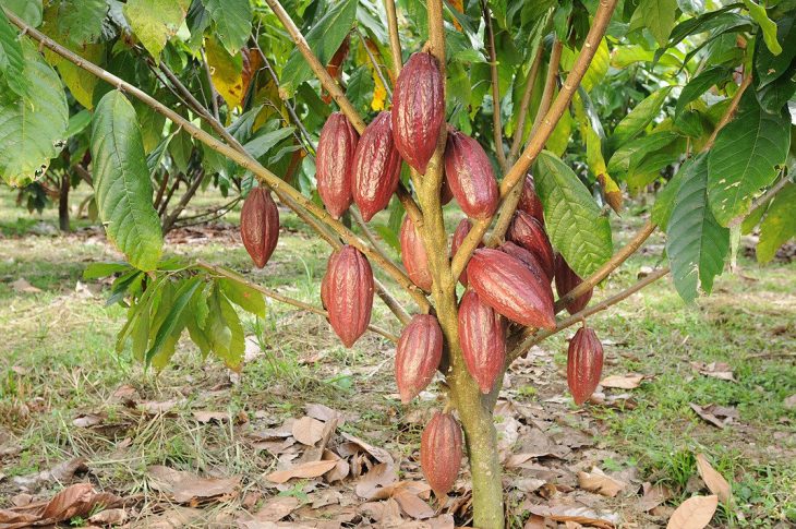 cacao