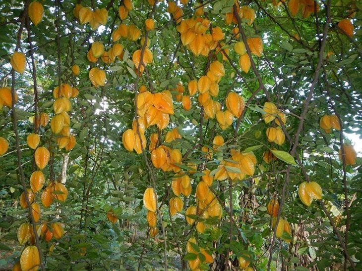 fruta de estrella