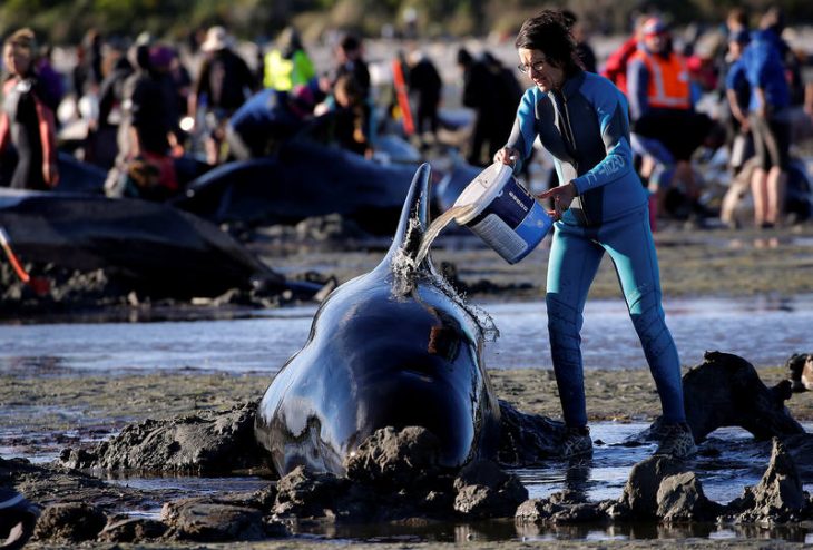 Ayudando a una ballena