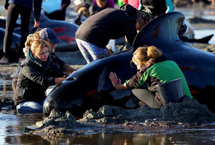 Niñas ayudando a ballena