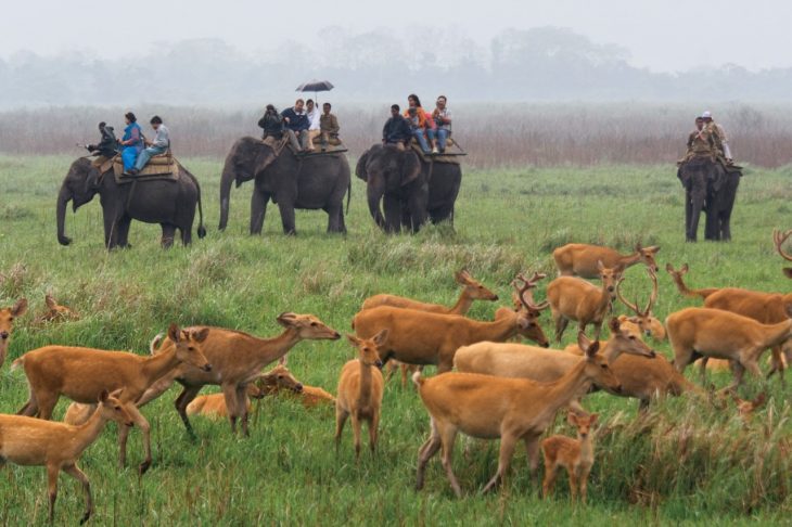 Parque Nacional de Kaziranga