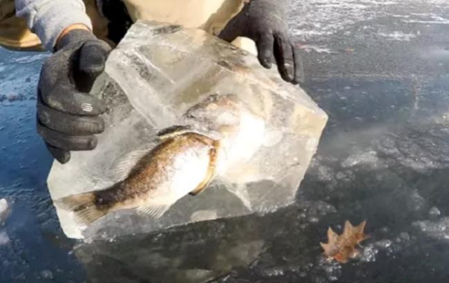 Peces congelados