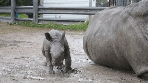 Rinoceronte pequeño en el agua