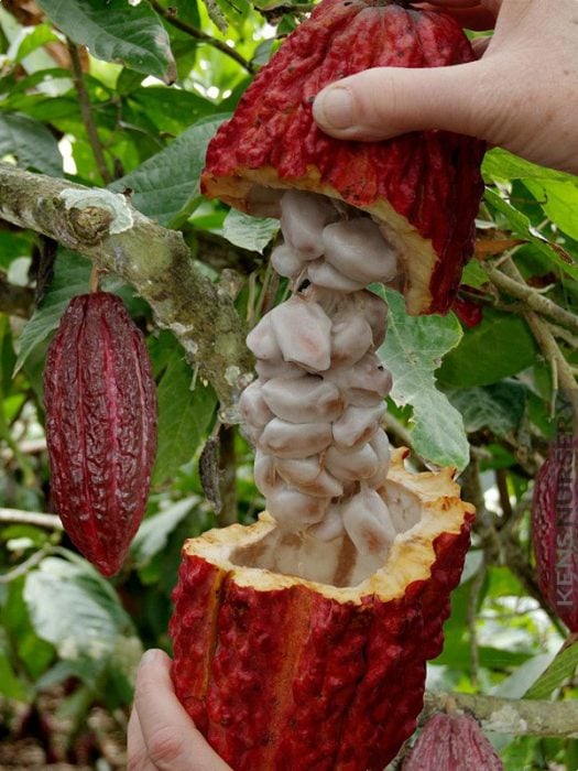 cacao 