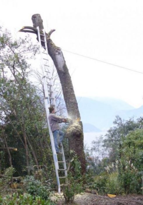 Cortando arbol