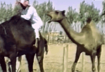 Camello muerde a un hombre 
