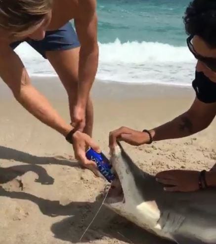 abriendo cerveza con un tiburón