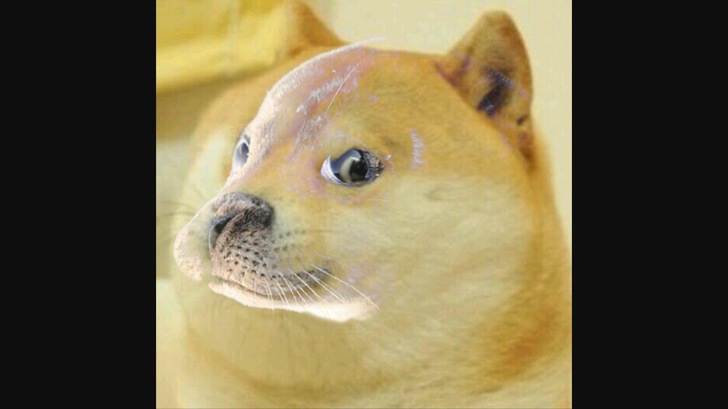 foca perro