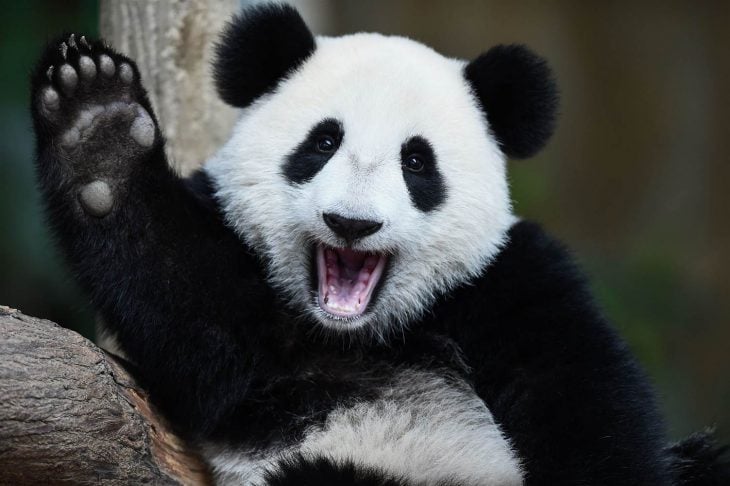 Oso panda