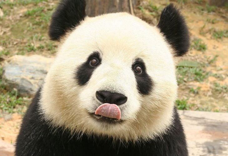Panda saca la lengua