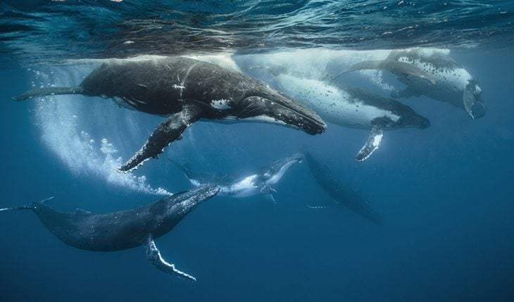 ballena jorobada reunión enigma 