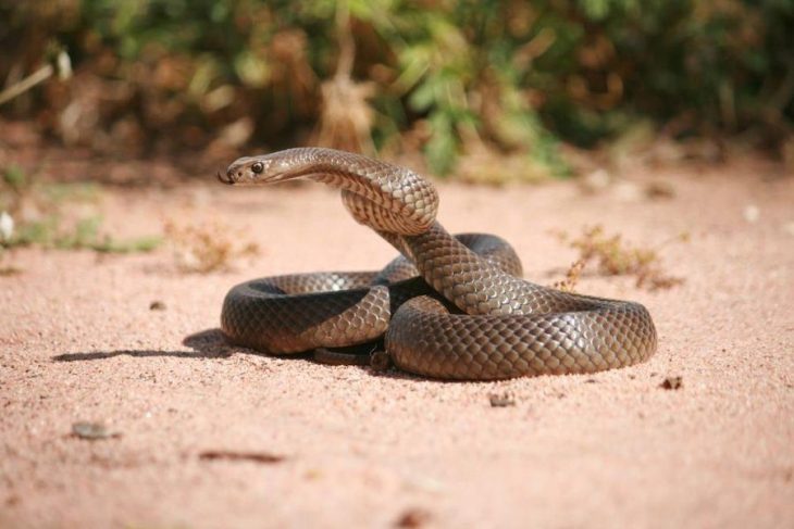 Serpiente marrón oriental