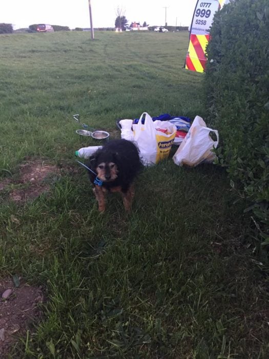 Perrito abandonado con nota triste