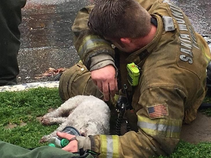 Bombero salva a perro