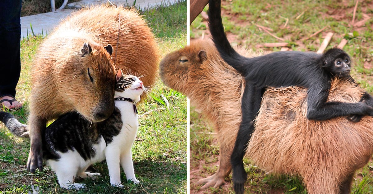 El capibara es considerado el animal más amistoso del mundo El capibara es considerado el animal más amistoso del mundo