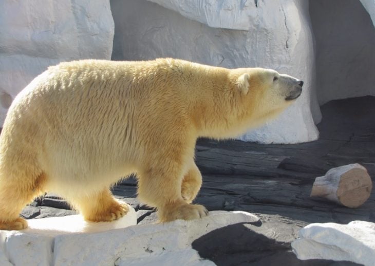 muere de tristeza oso polar Szenja 
