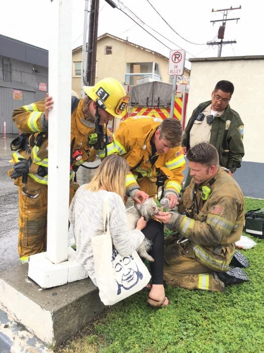 Bombero salva a perro