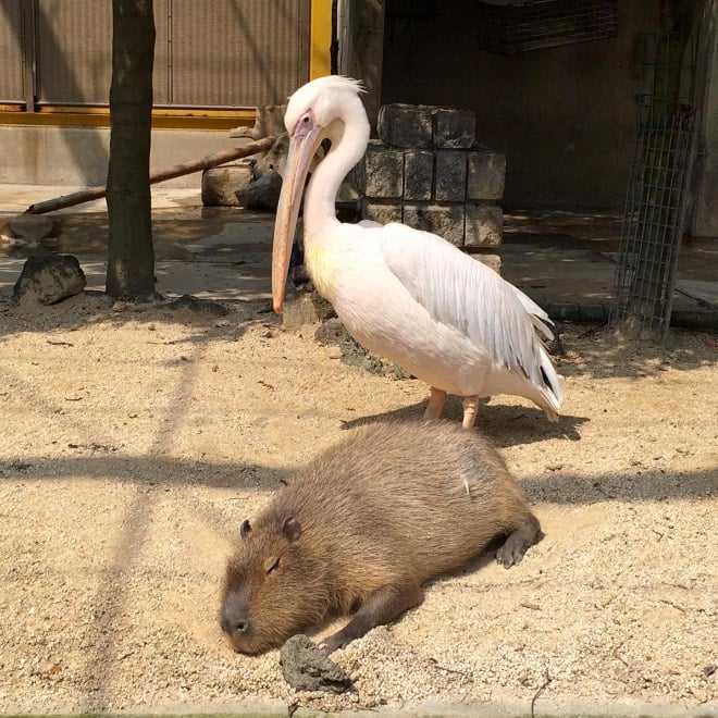 El capibara es considerado el animal más amistoso del mundo