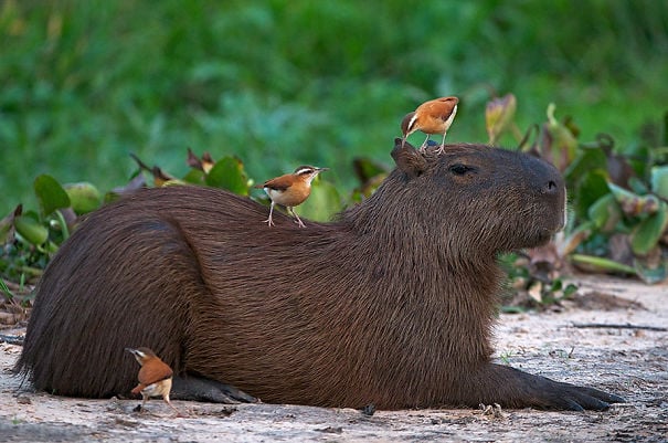 Capibara el animal más amistoso