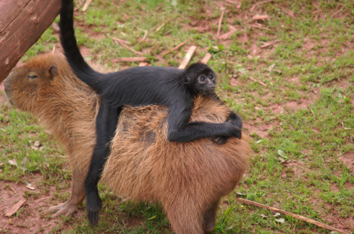 Capibara el animal más amistoso