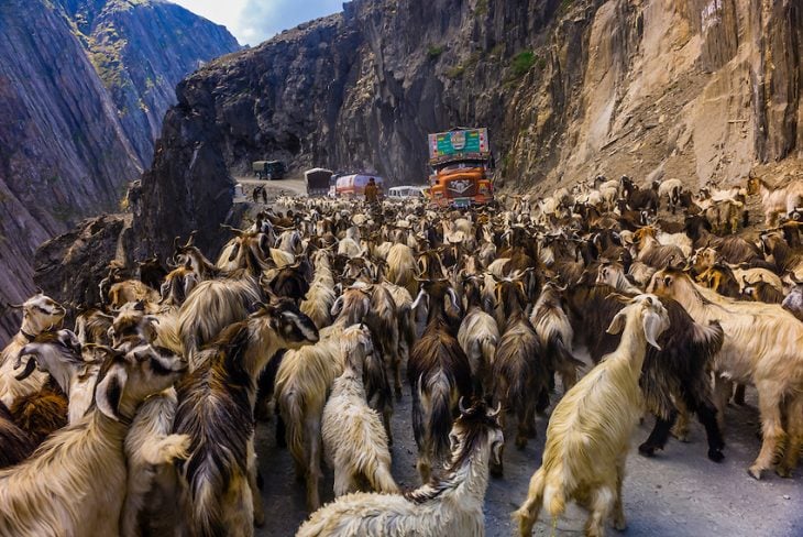 Zoji La india camino con cabras