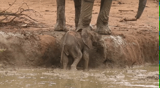Elefante en el barro