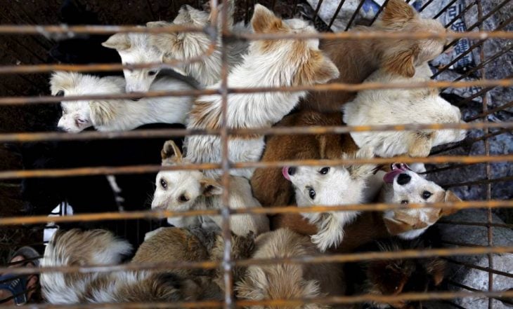 Taiwan prohíbe consumo de carne de perros y gatos