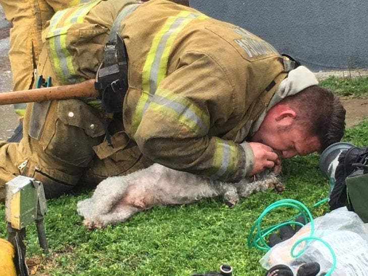 Bombero salva a perro