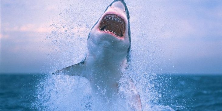 tiburón blanco saliendo del agua