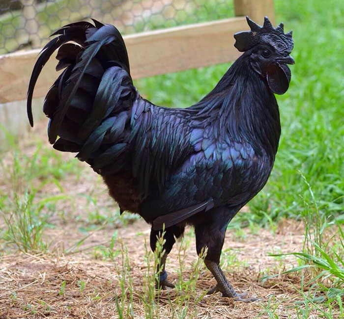 Gallo negro