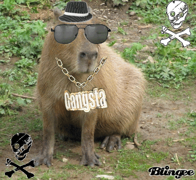 Capibara gangsta