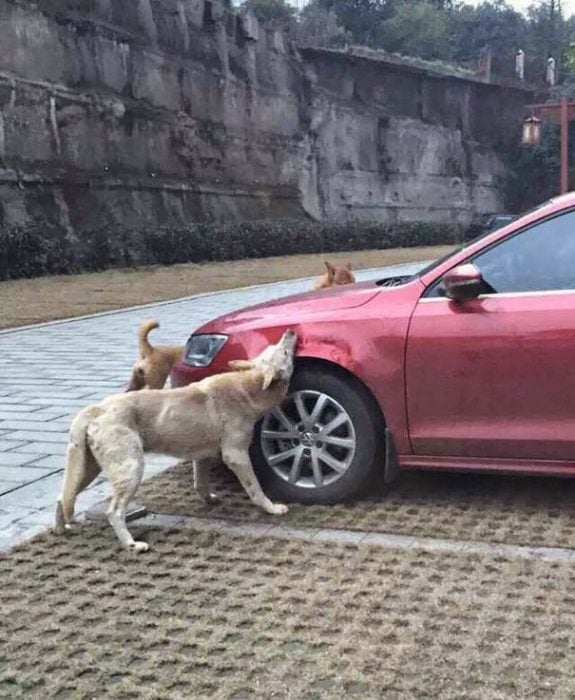 Perro se venga de humano