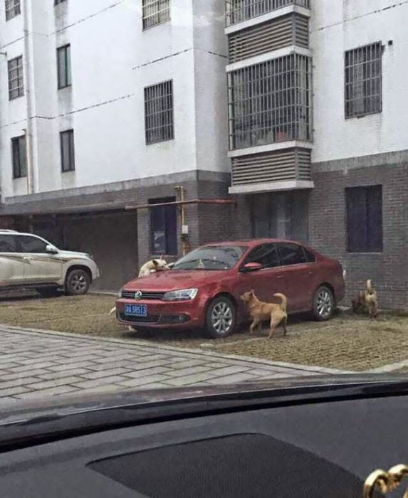 Perro se venga de humano