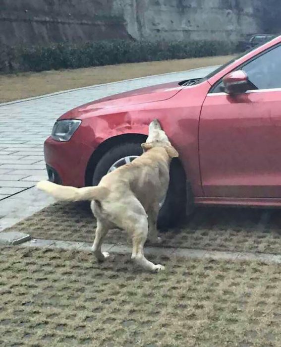 Perro se venga de humano