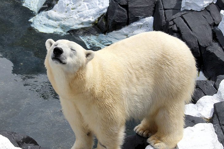 muere de tristeza oso polar Szenja 