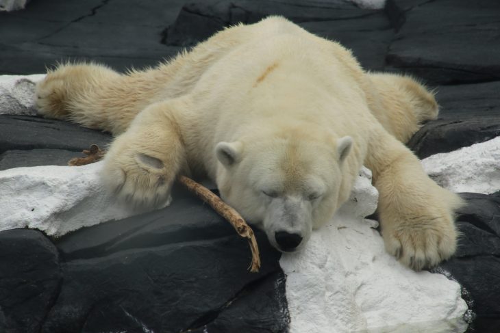 muere de tristeza oso polar Szenja 