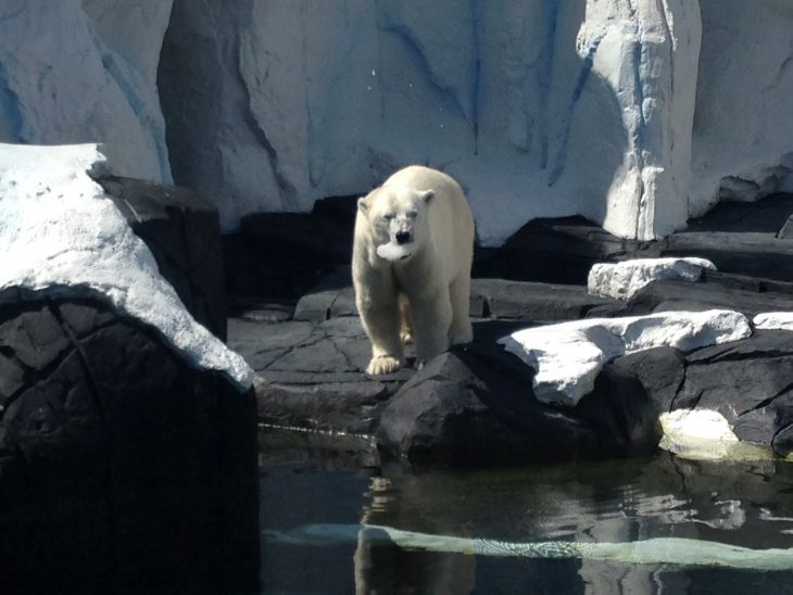 muere de tristeza oso polar Szenja 