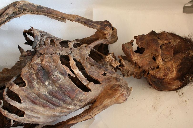 Encuentran restos una momia en Mongolia que usaba tenis Adidas