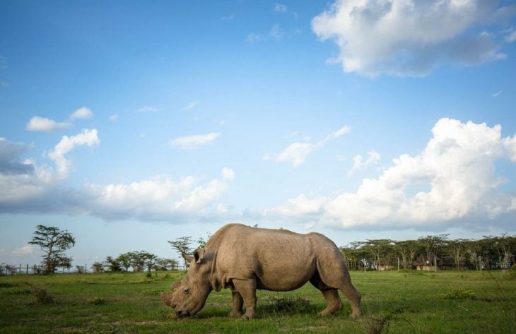 Sudán, el rinoceronte blanco