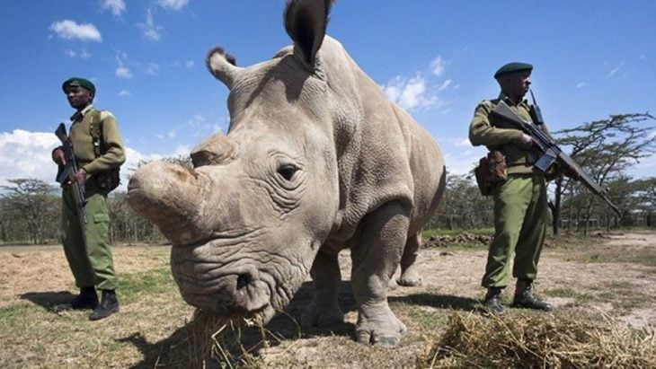 Sudán, el rinoceronte blanco