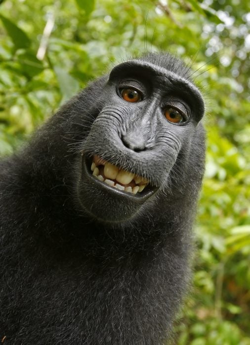 Selfie Monkey
