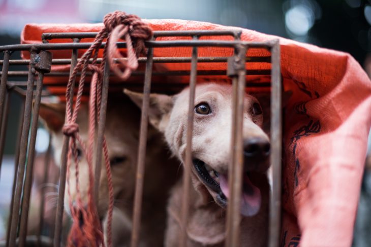 Taiwan prohíbe consumo de carne de perros y gatos