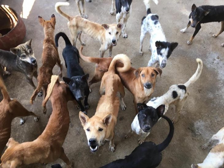 Baines rescata perros en Tailandia