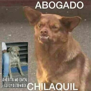 Memes Balu el perro delincuente de GDL