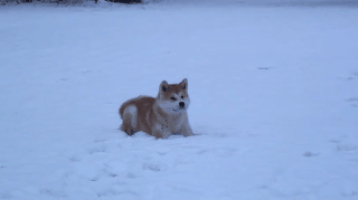Perro Akita en la nieve