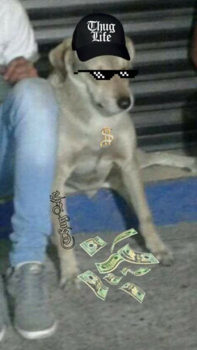 Memes Balu el perro delincuente de GDL