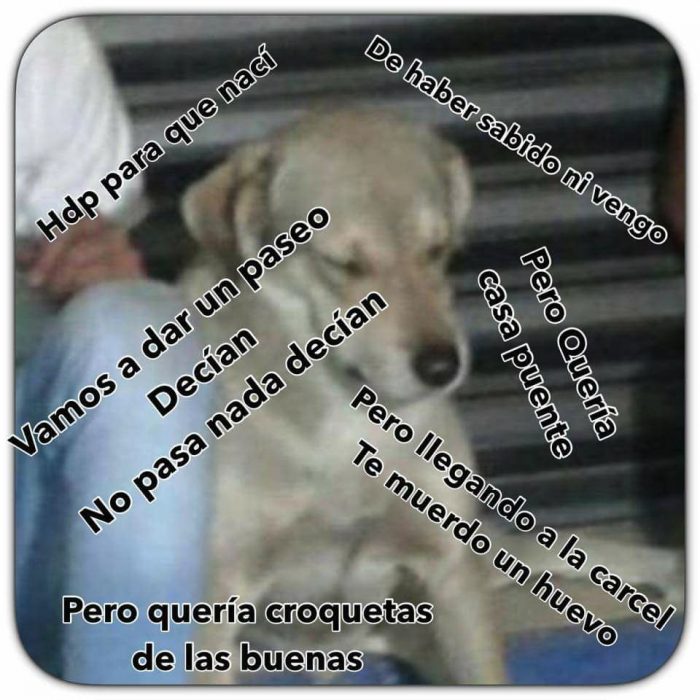 Memes Balu el perro delincuente de GDL