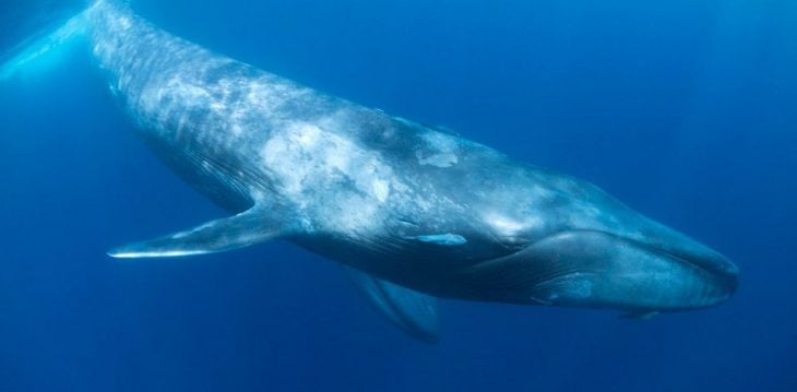 ballena azul